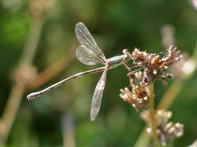 Chalcolestes cfr. parvidens